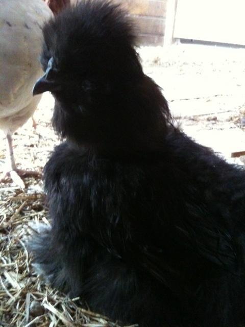 63299_silkie.jpg