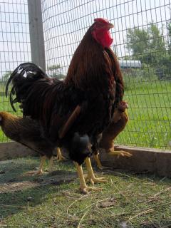 6330_hpim0296.jpg