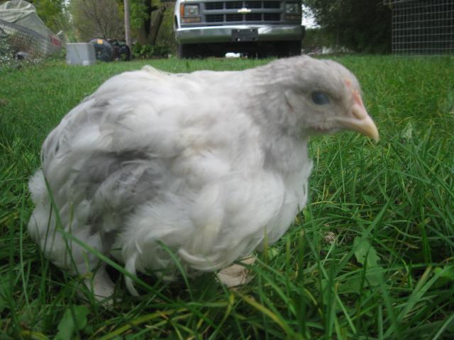 63338_cochins_002.jpg