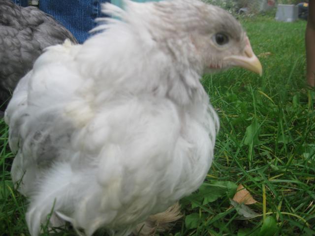 63338_cochins_003.jpg