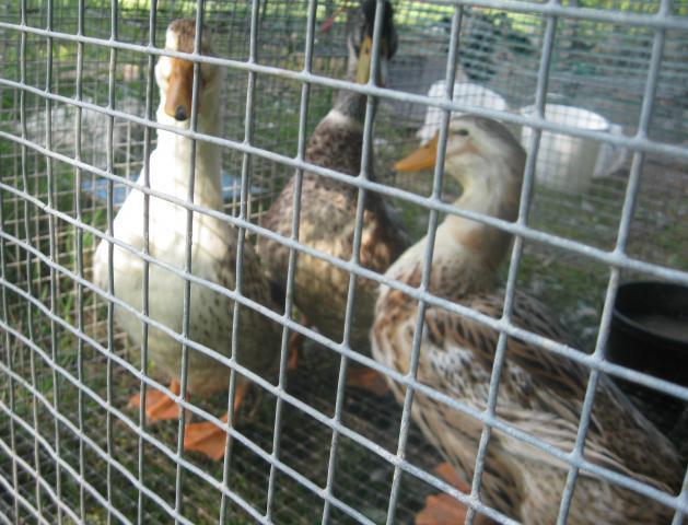 63338_ducks_003.jpg