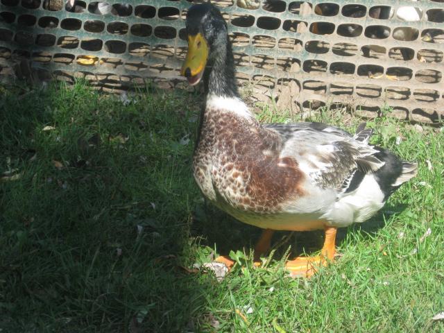 63338_ducks_005.jpg