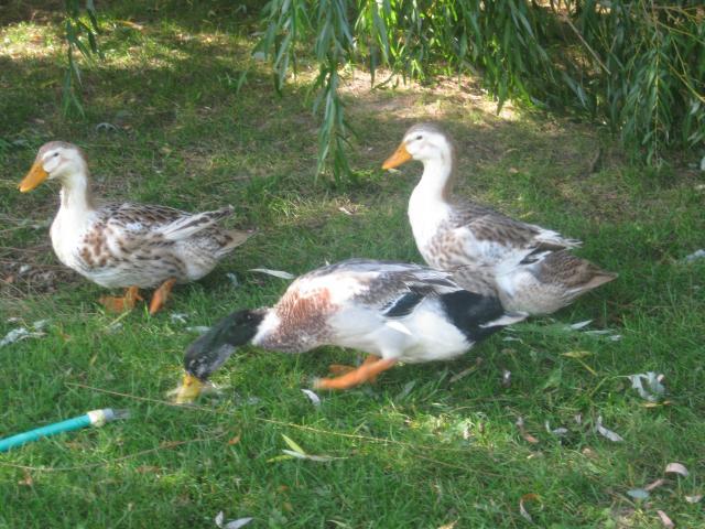 63338_ducks_008.jpg