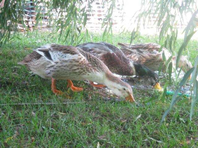 63338_ducks_011.jpg