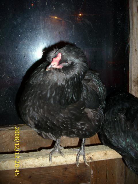6333_ba_or_ee_hen.jpg