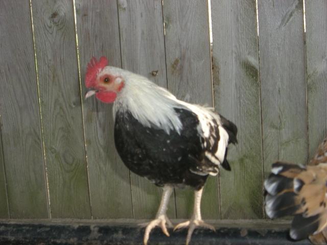 63342_pequeno_curious_2.jpg