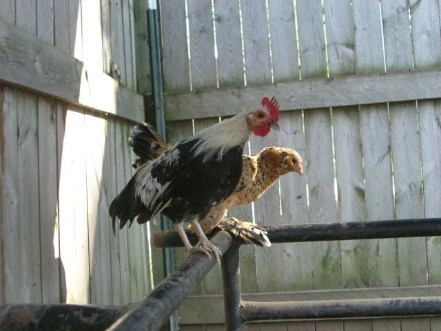 63342_pequeno_curious_3.jpg