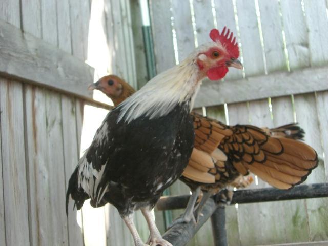 63342_pequeno_curious_5.jpg