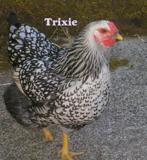 63357_trixielabeled.jpg