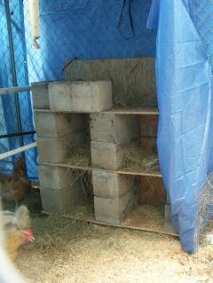 63385_chicken_kennel_20100904_1.jpg