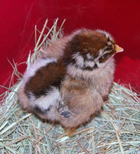 63385_easter_eggers_20101222_3.jpg