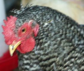 63385_louise_20100831_1.jpg