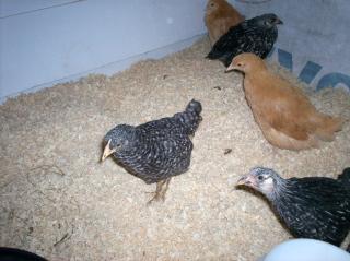 63395_chickens_024.jpg