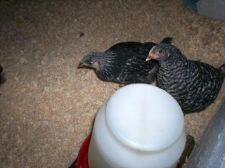 63395_chickens_026.jpg