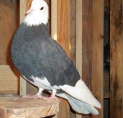63491_black_roller.jpg