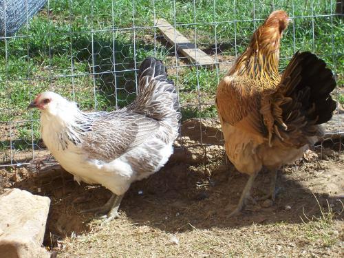 63491_ee_pullets2.jpg