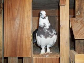 63491_fantail_3.jpg