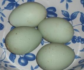 63491_pullet_eggs.jpg