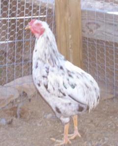 63491_roo_2.jpg