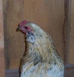 63491_roo_3.jpg