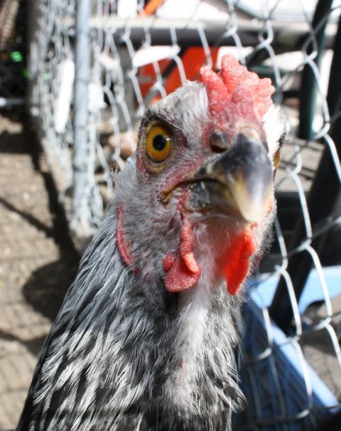 63546_goose.jpg