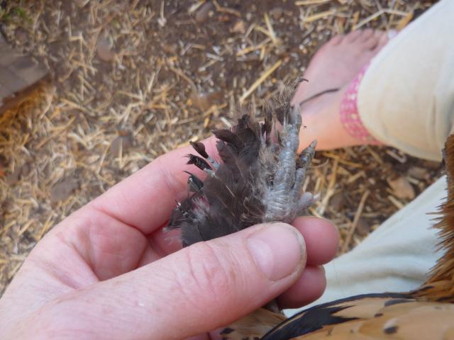 63614_image67.jpg
