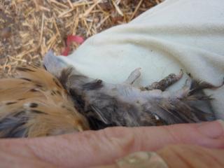 63614_image68.jpg