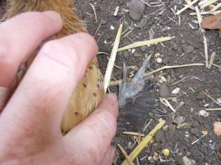 63614_image71.jpg