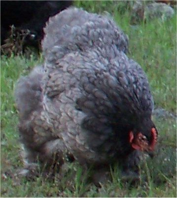 6363_blue_cochin_hen.jpg