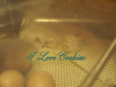 6363_chick.jpg