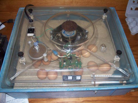 6363_eggs2.jpg