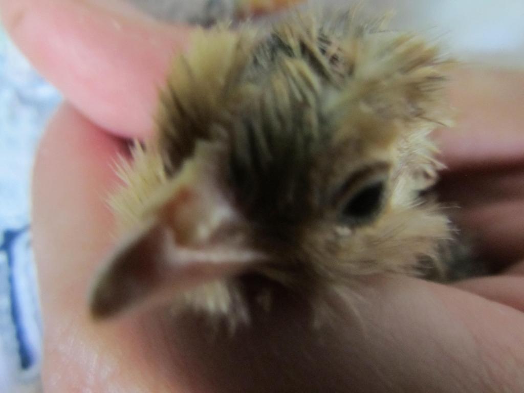 63644_hatched_rooster_003.jpg