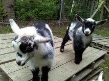 63665_doeling1.jpeg