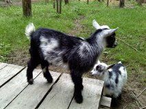 63665_doeling2.jpeg
