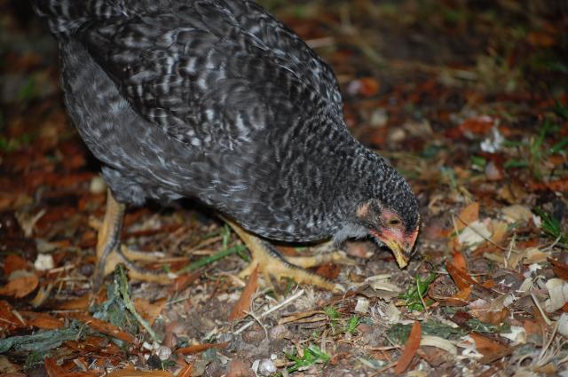 63685_barred_rock_2.jpg