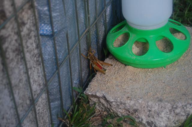 63685_grasshopper.jpg