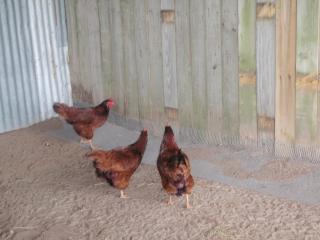 63768_biddies_in_coop_001.jpg