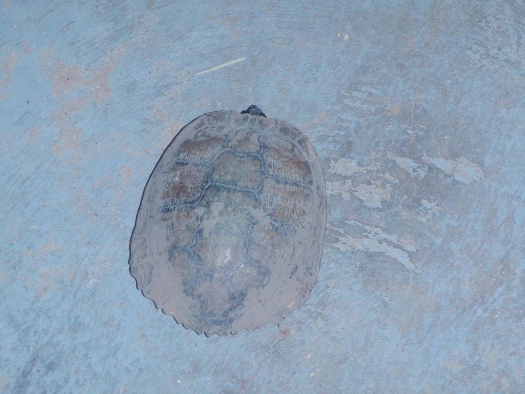 63768_boxs_turtle_004.jpg