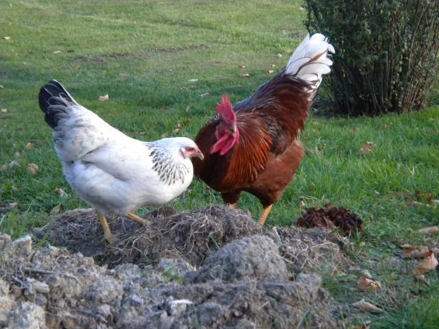 63804_dc_halloween_and_chickens_142.jpg