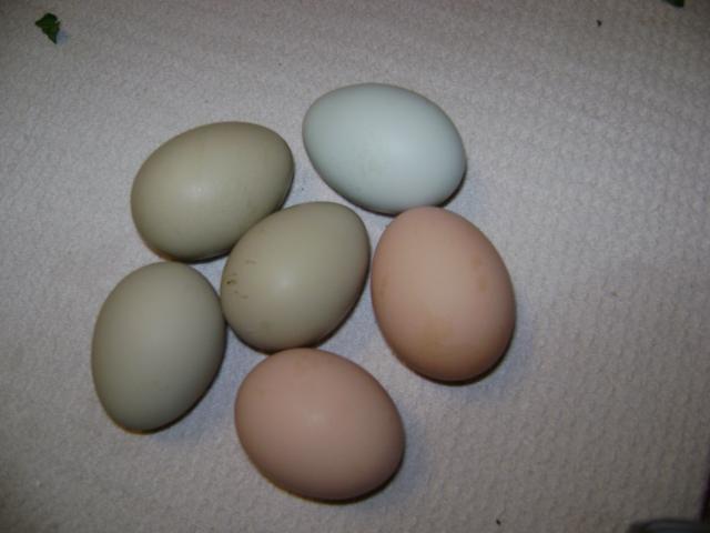 63816_1st_6th_chickens_egg.jpg