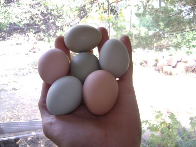 63816_2nd_first_6th_chickens_egg.jpg
