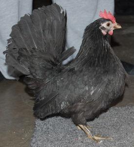 6386_not_for_sale_solid_black.jpg