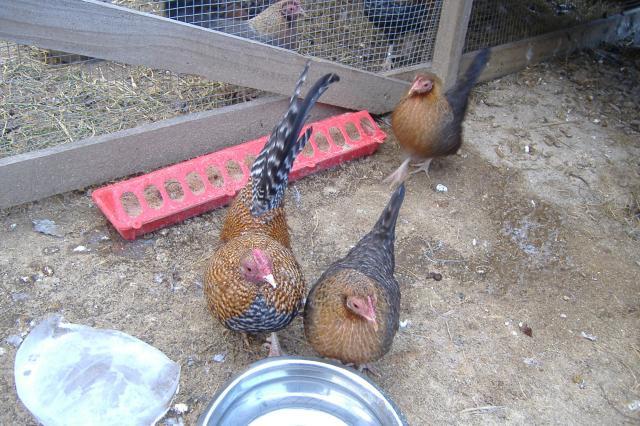 63871_chickens_016.jpg