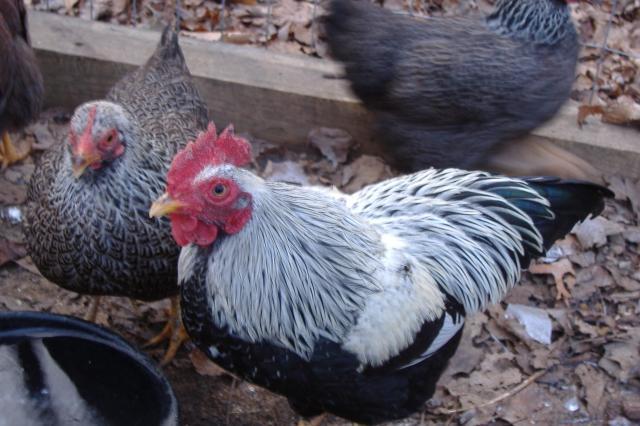 63871_chickens_018.jpg