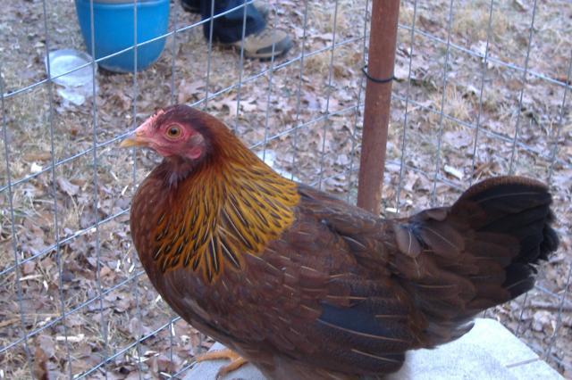 63871_chickens_024.jpg