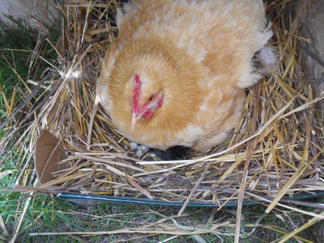 63874_new_chicks_002.jpg