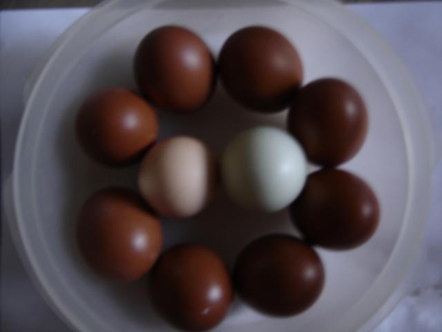 63898_marans_eggs.jpg