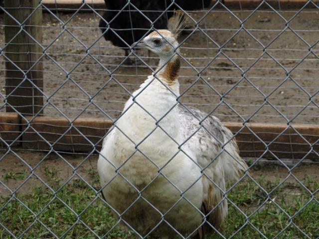 63898_peahen.jpg