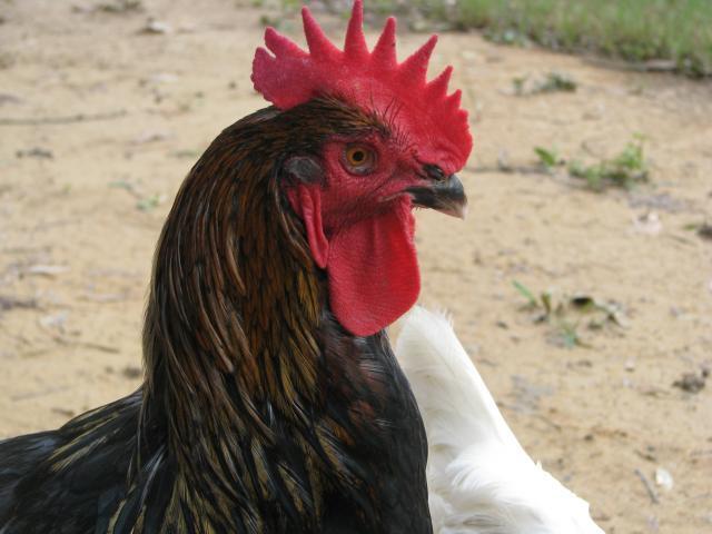 63937_rooster_002.jpg