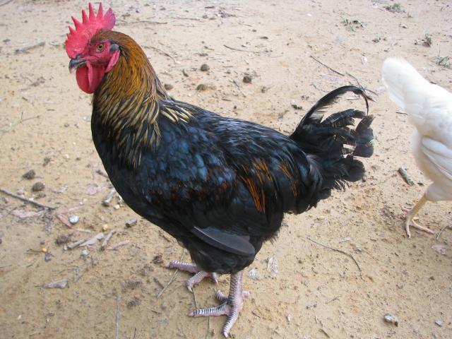 63937_rooster_004.jpg